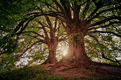 Eik eikenboom heilige bomen keltisch